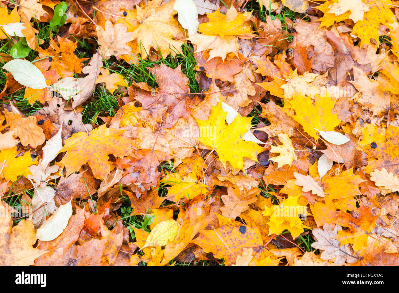 Natürliche Herbst Hintergrund, gefallenen gelb Ahorn Blätter über Gras im Park, Ansicht von oben Stockfoto Natürliche Herbst Hintergrund, gefallenen gelb Ahorn Blätter über Gras im Park, Ansicht von oben Stockfoto