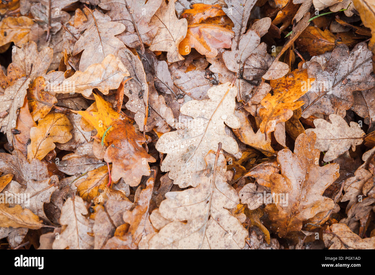 Natürliche Herbst Hintergrund Foto, gefallene Eiche Baum Blätter auf dem Boden im Park, Ansicht von oben Stockfoto Natürliche Herbst Hintergrund Foto, gefallene Eiche Baum Blätter auf dem Boden im Park, Ansicht von oben Stockfoto