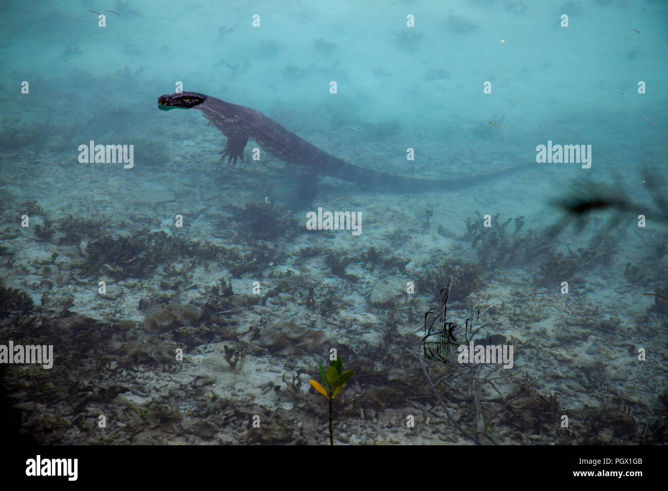 Asiatische Wasser Monitor in den Untiefen, Indonesien. Stockfoto