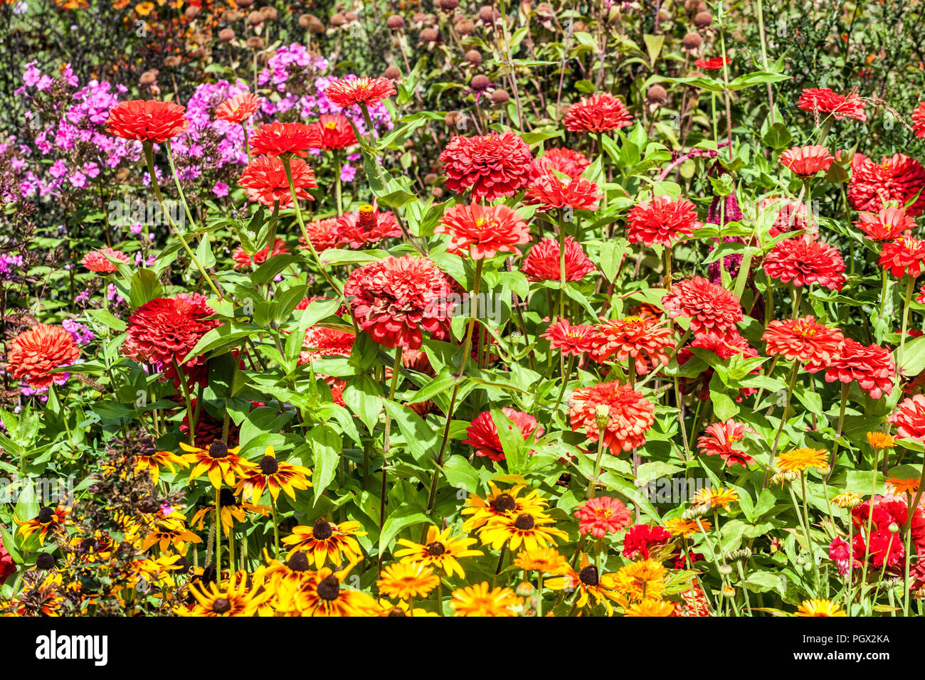 Gemischte Sommer Blumenbeet, rote Zinnien, Bettwäsche Blumen Rudbeckia hirta ' Sonora ' Stockfoto