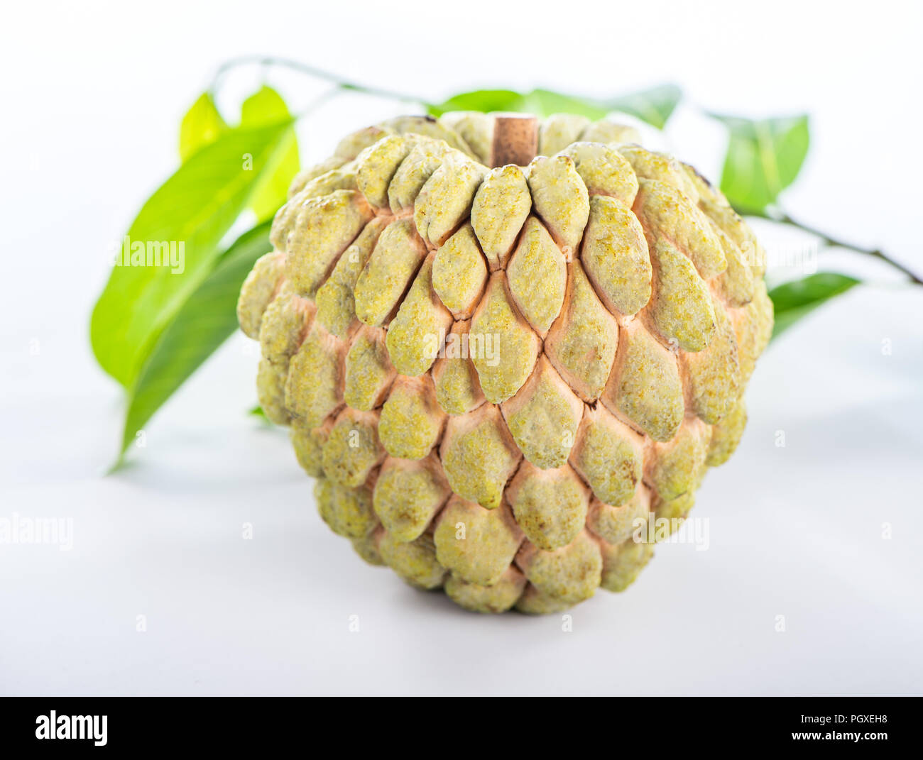 Frische Zucker Apfel Obst (Custard Apple), sweetsop auf weißem Hintergrund Stockfoto