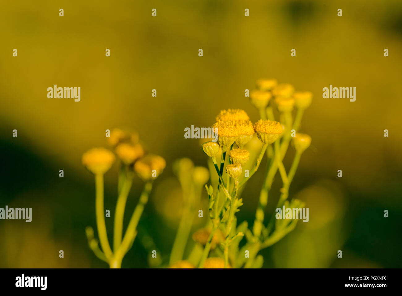 Gelbe Blumen der gemeinsamen Tansy, Tanacetum vulgare Stockfoto