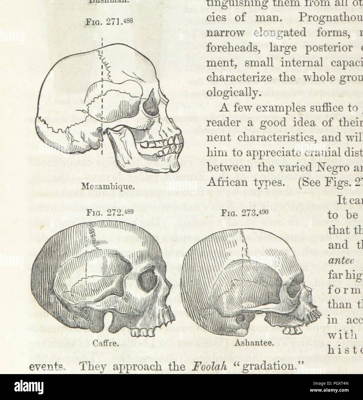 Bild von Seite 480 "[Typen der Menschheit oder Ethnologischen Forschungen ... durch Auswahl aus dem Inedited Papiere der S. G. Morton dargestellt... und durch zusätzliche Beiträge von l.Agassiz, W. Usher, und... H. S. Patter 0061. Stockfoto