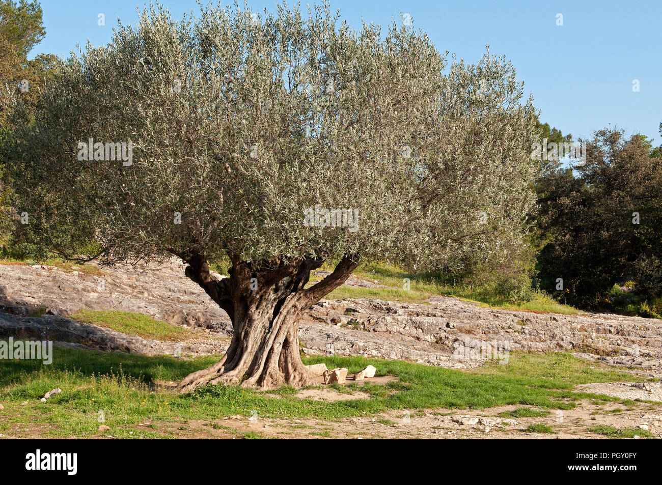 Olive Tree - Südfrankreich (Olea europaea) Olivier Stockfoto