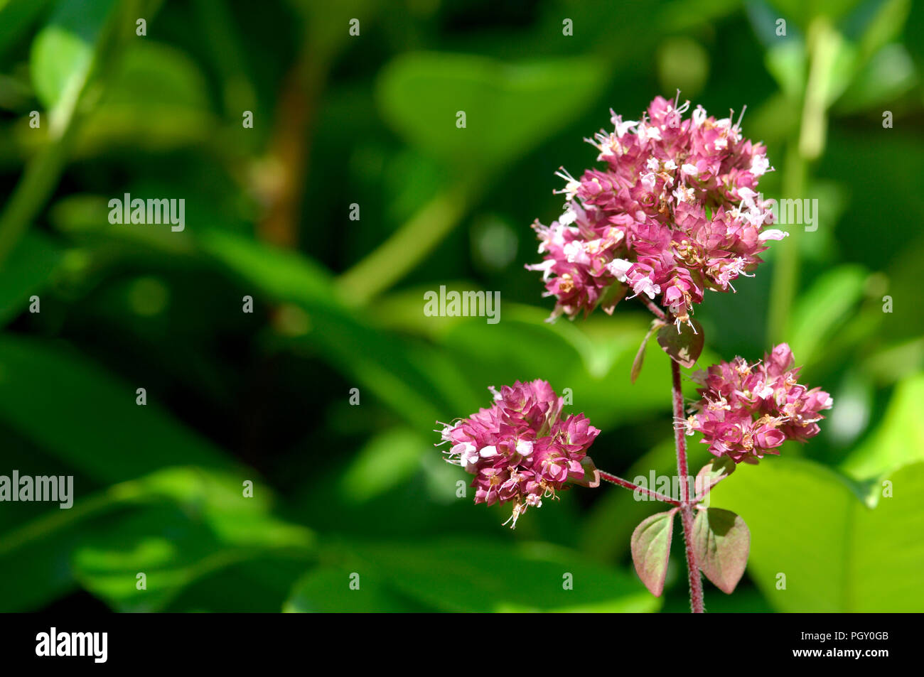 Oregano - Wilder Majoran (Origanum vulgare) Marjolaine Sauvage - Origan Stockfoto