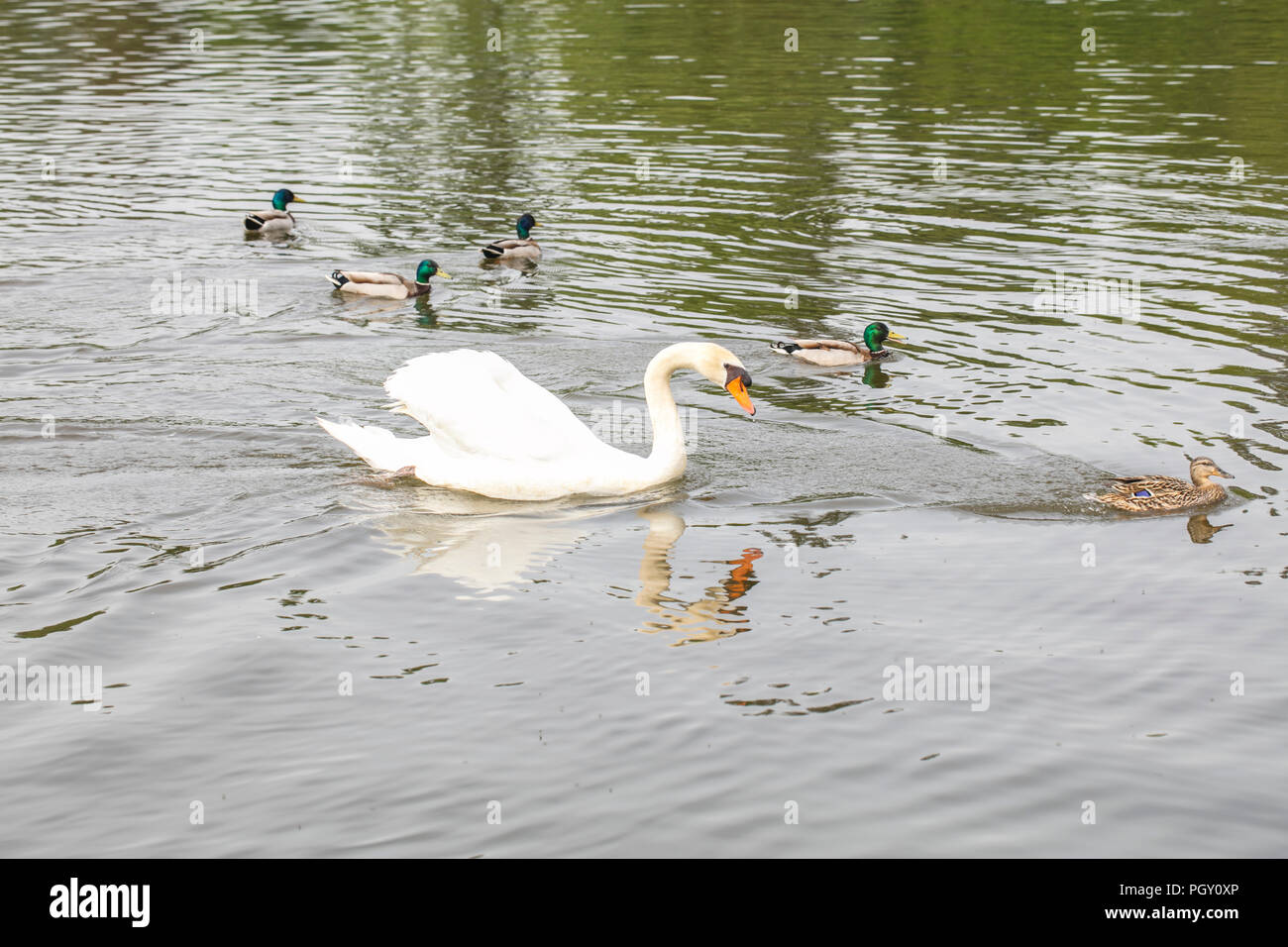 Weißer Schwan schwimmt auf Wasser mit Enten, Seitenansicht Stockfoto