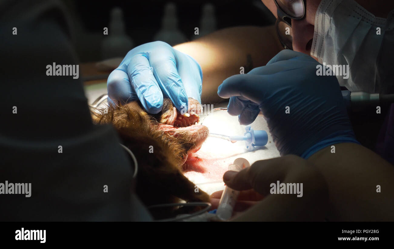 Zahnkavität Stockfotos & Zahnkavität Bilder Alamy