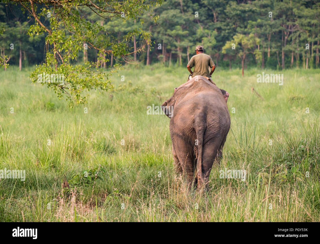 Mahout oder Elefant Rider, eine Elefantendame. Wildlife und ländliche Foto. Asiatische Elefanten als Haustiere Stockfoto