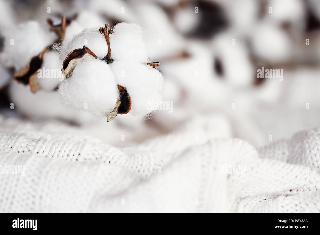 Baumwolle Blumen liegen oben auf eine gestrickte Decke. Extrem flache Tiefenschärfe mit selektiven Fokus auf Boll. Stockfoto