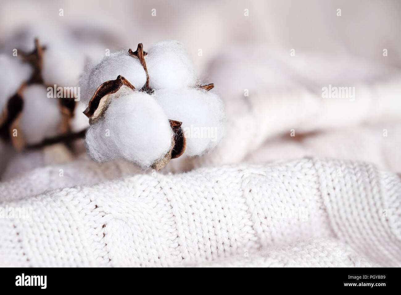 Baumwolle Blumen liegen oben auf eine gestrickte Decke. Extrem flache Tiefenschärfe mit selektiven Fokus auf Boll. Stockfoto
