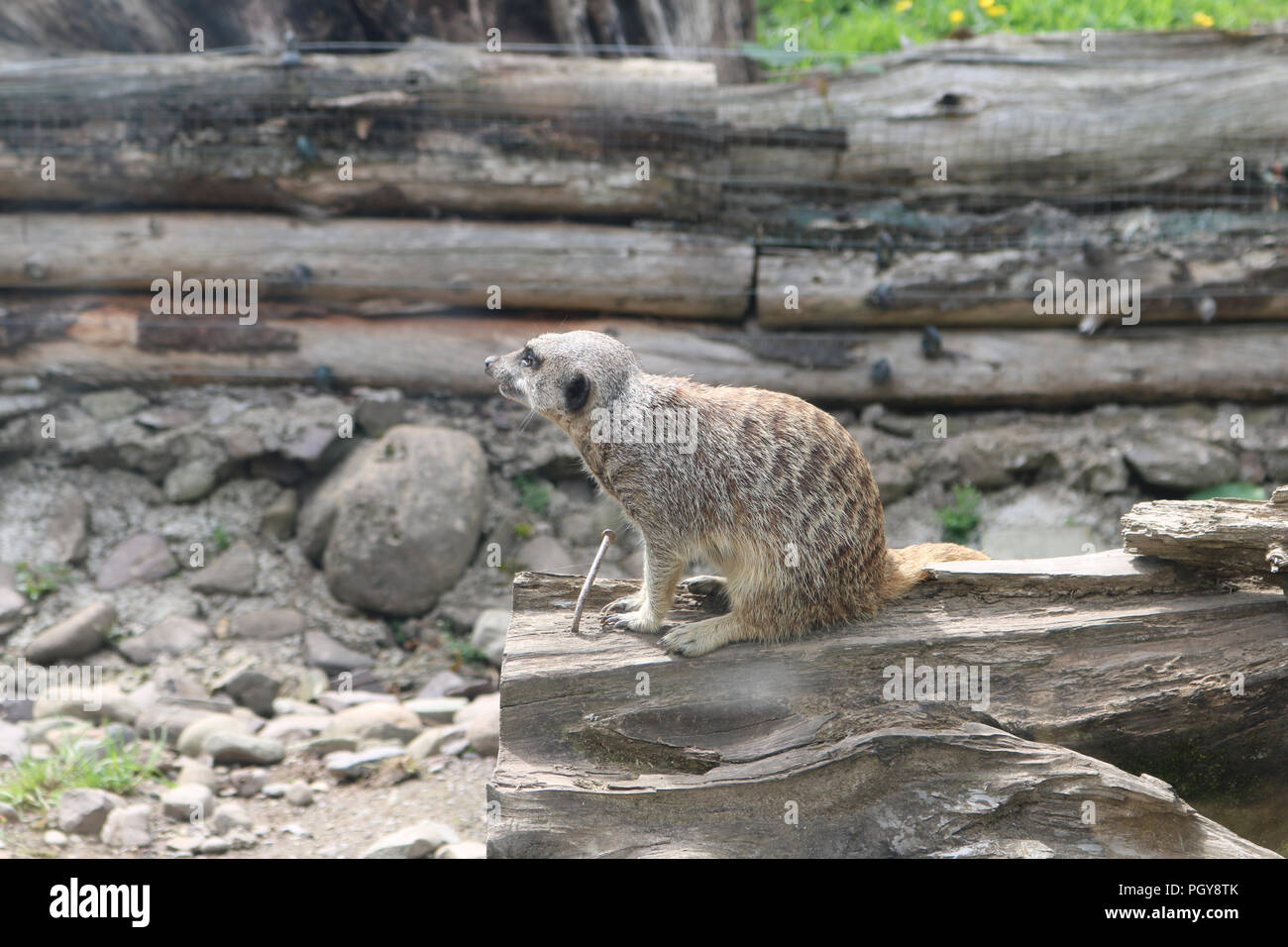 Süße Erdmännchen bei der Fota Wildlife Park, Cork Stockfoto