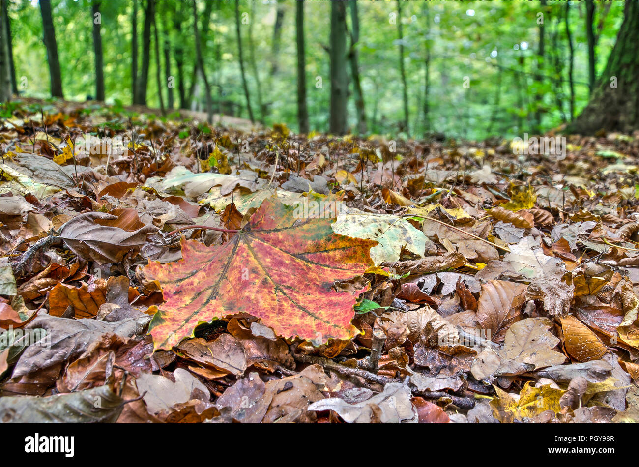 Pfad mit Laub bedeckt, hauptsächlich braun gefärbt, in einem Wald im Herbst Stockfoto