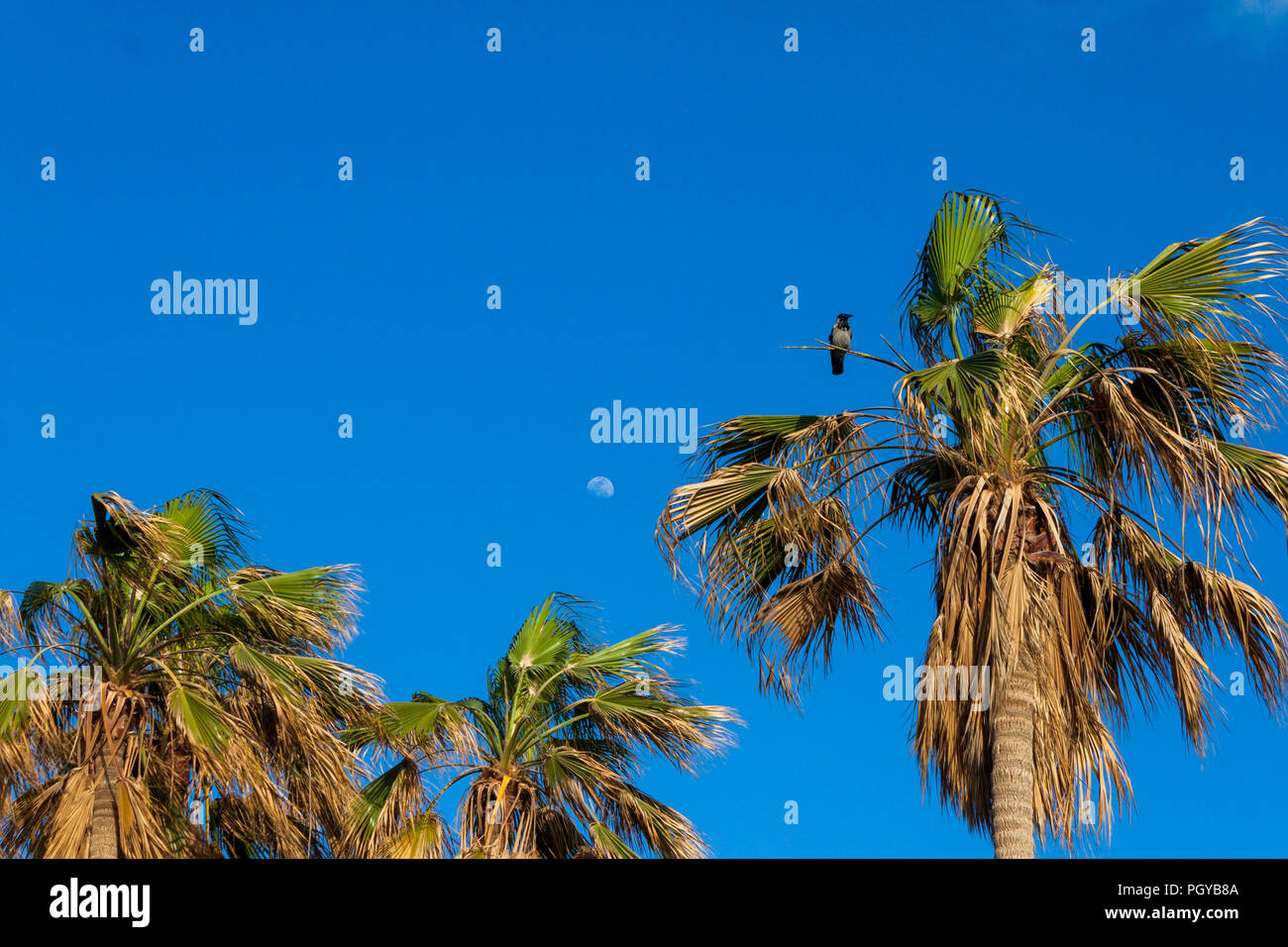 Leuchtturm von Alexandria und thr Montaza Palastes Stockfoto