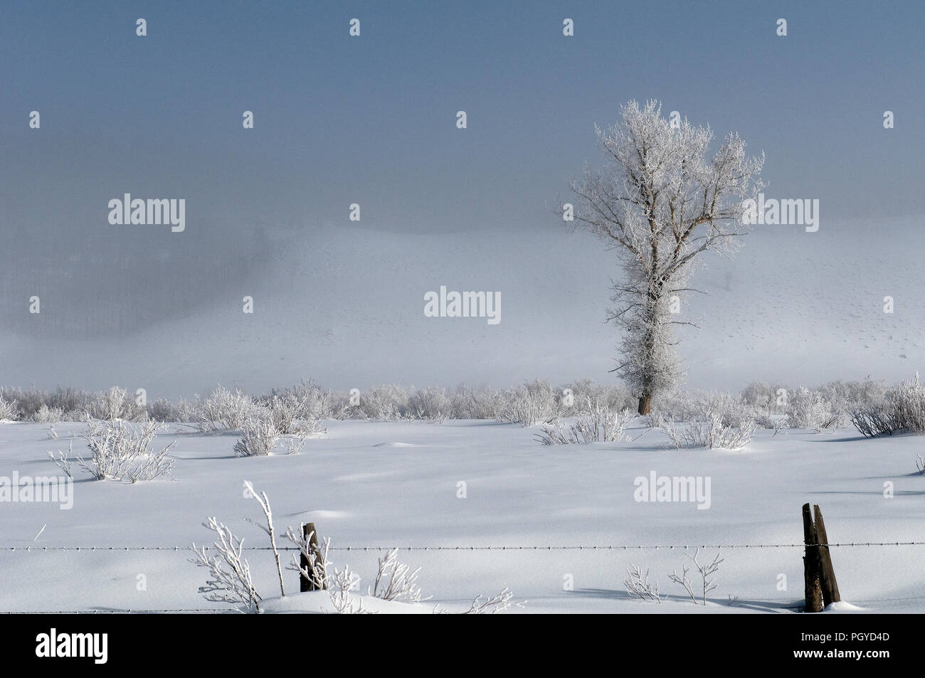 Baum - Schnee - Nebel Stockfoto