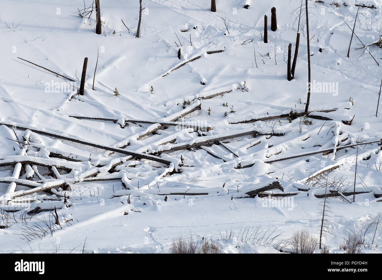 Schäden, die nach dem Sturm - gebrochene Bäume Stockfoto