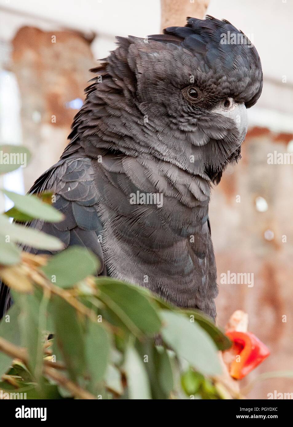In der Nähe von Red-tailed black Cockatoo (Calyptorhynchus banksii) Stockfoto