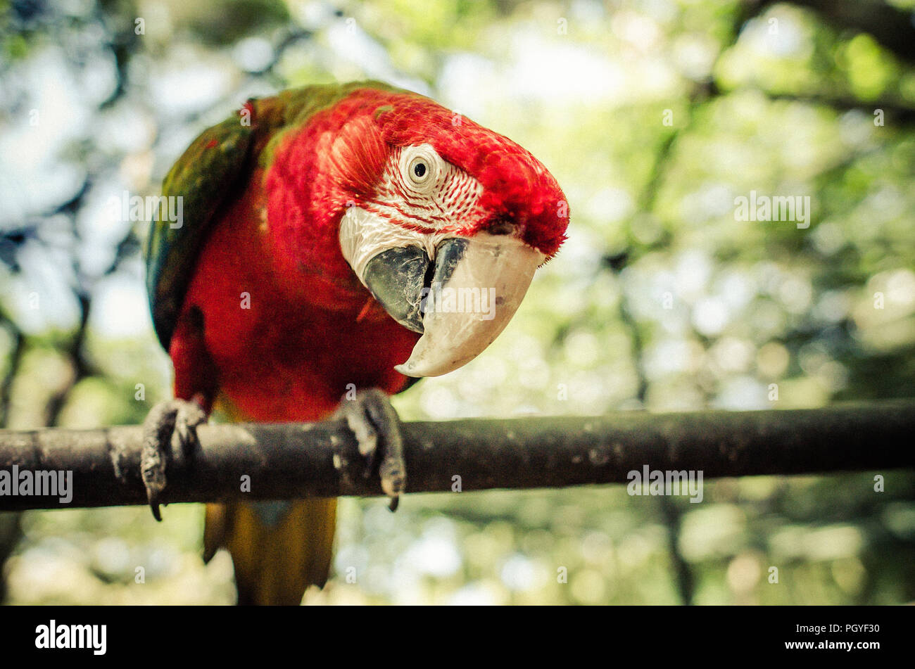 Mauritius Red Parrot Stockfoto