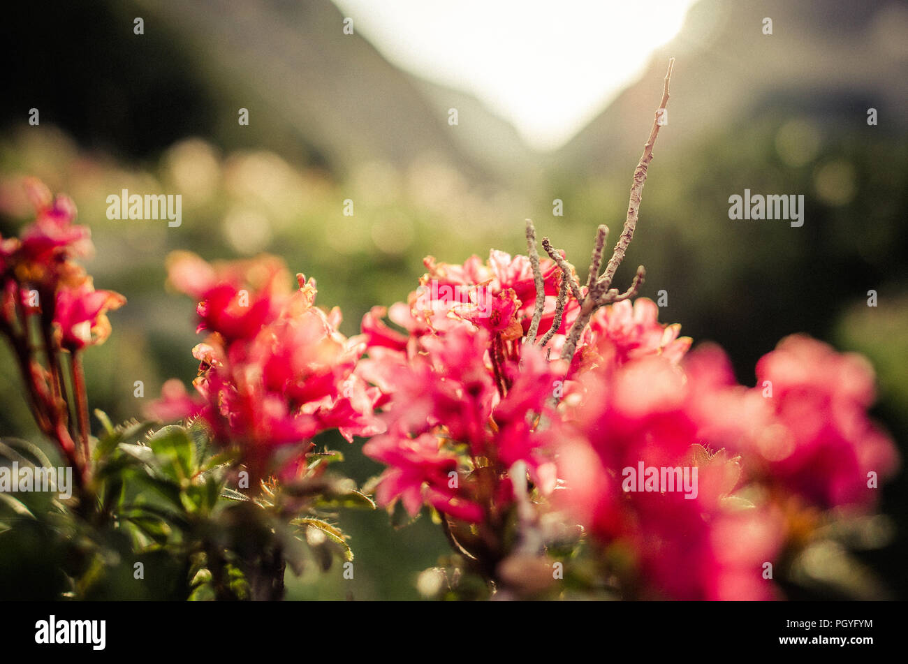 Wandern durch die Alpen Stockfoto