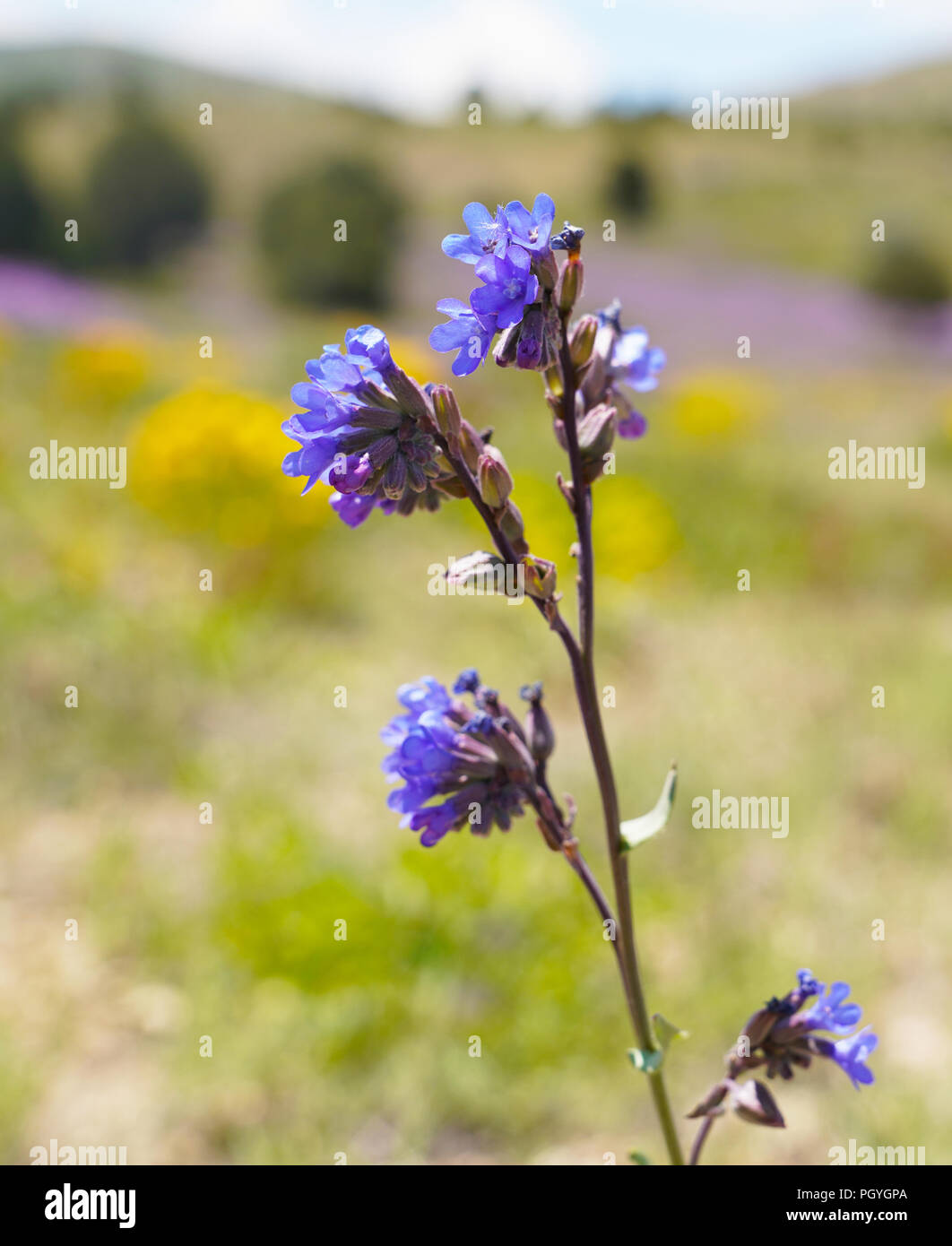 Selektiver Fokus der Anchusa officinalis, bekannt als die gemeinsame bugloss oder alkanet Stockfoto