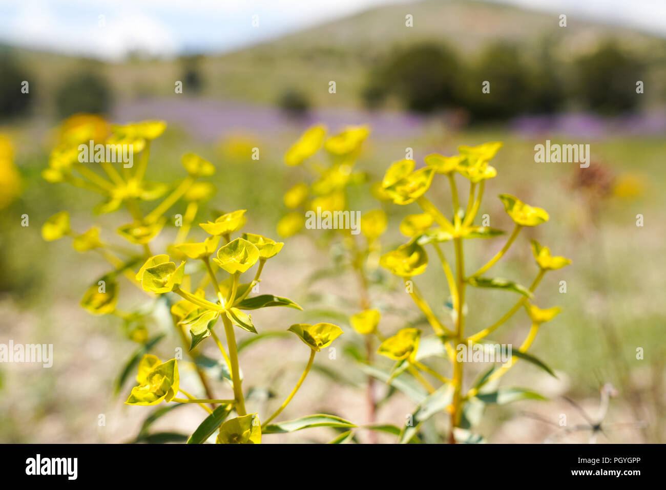 Gelb - grüne Wildblumen. Euphorbia Esula, allgemein bekannt als grüne Wolfsmilch, grünen Wolfsmilch, Wolfsmilch, Wolfs Milch oder Wolfs-Milch. Stockfoto