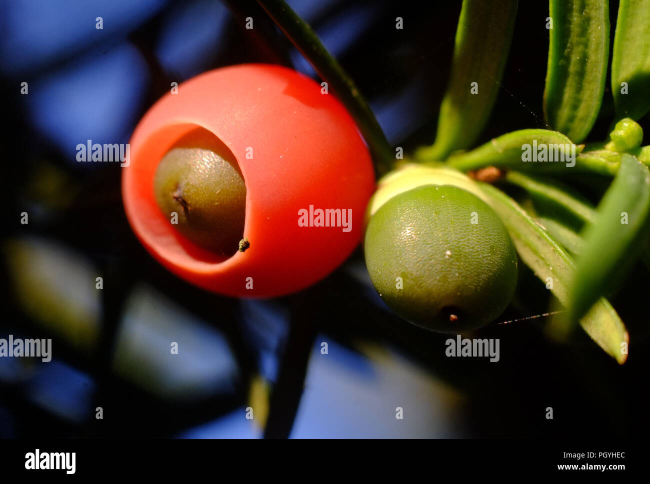 In der Nähe der Eibe Berry, oder aril. Stockfoto