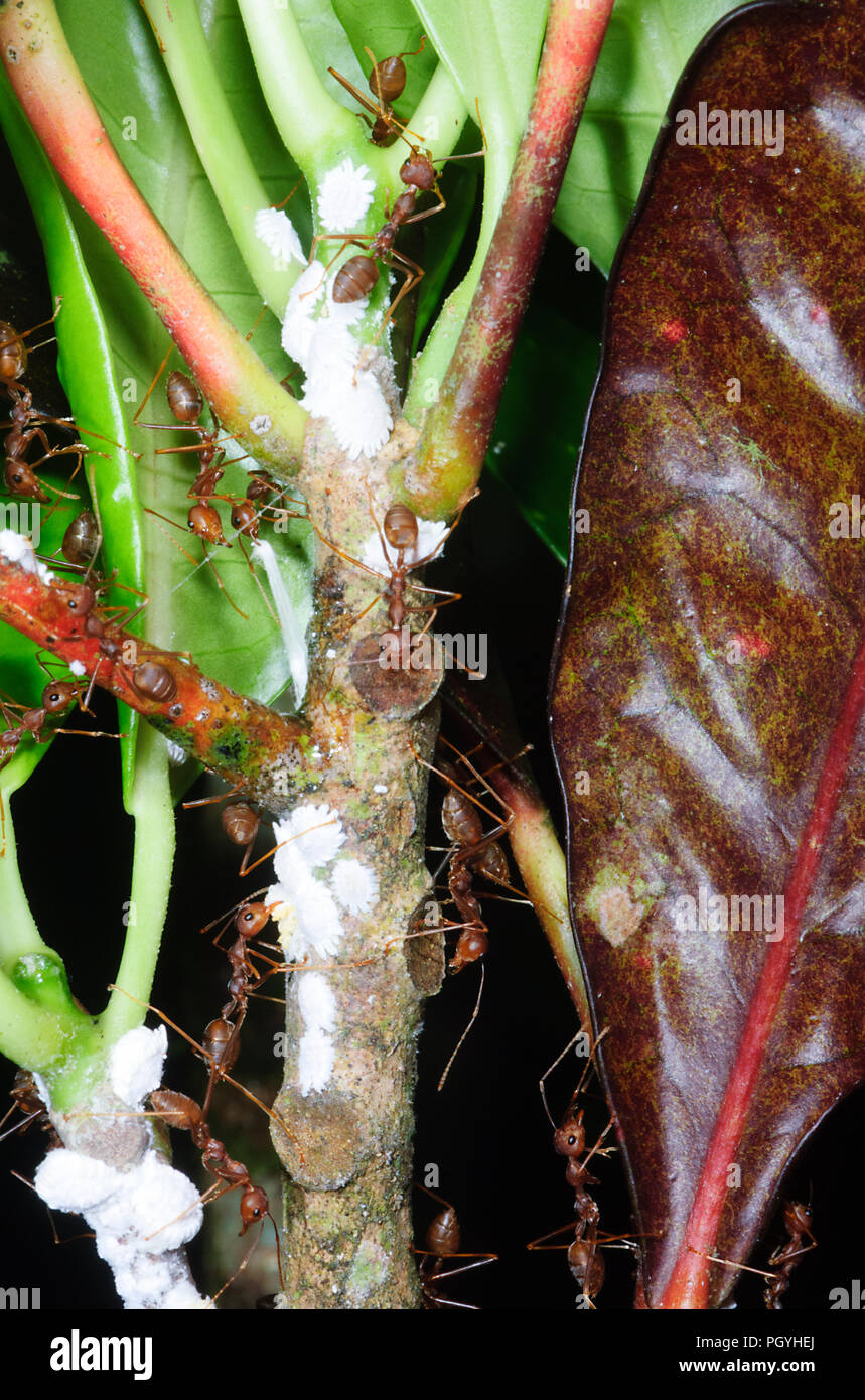 Ameisen Landwirtschaft Wollläuse, Sepilok, Sandakan Bezirk, Borneo, Sabah, Malaysia Stockfoto