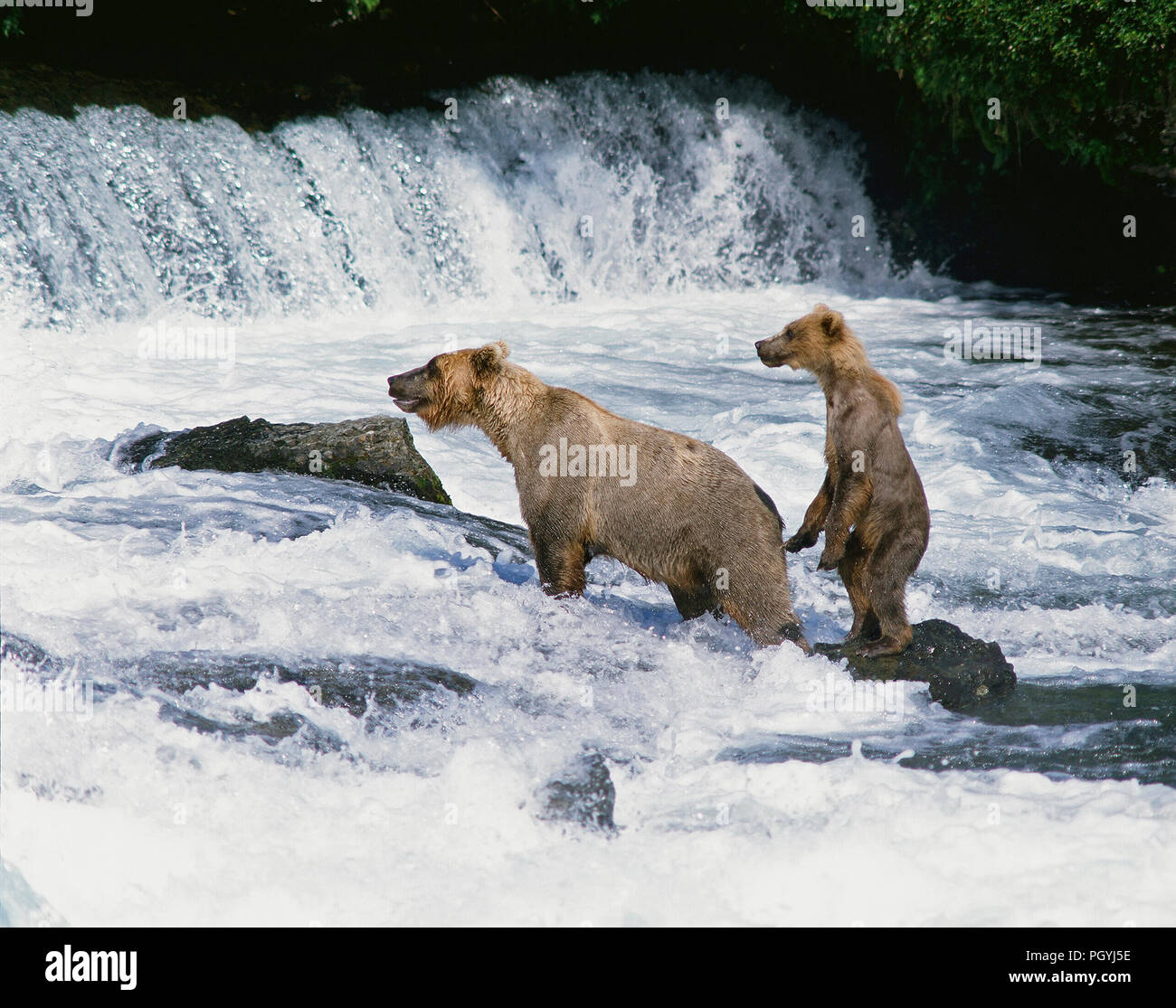 Brauner Bär - Grizzli (Ursus arctos Horribilis) - mit Cub - Alaska Stockfoto