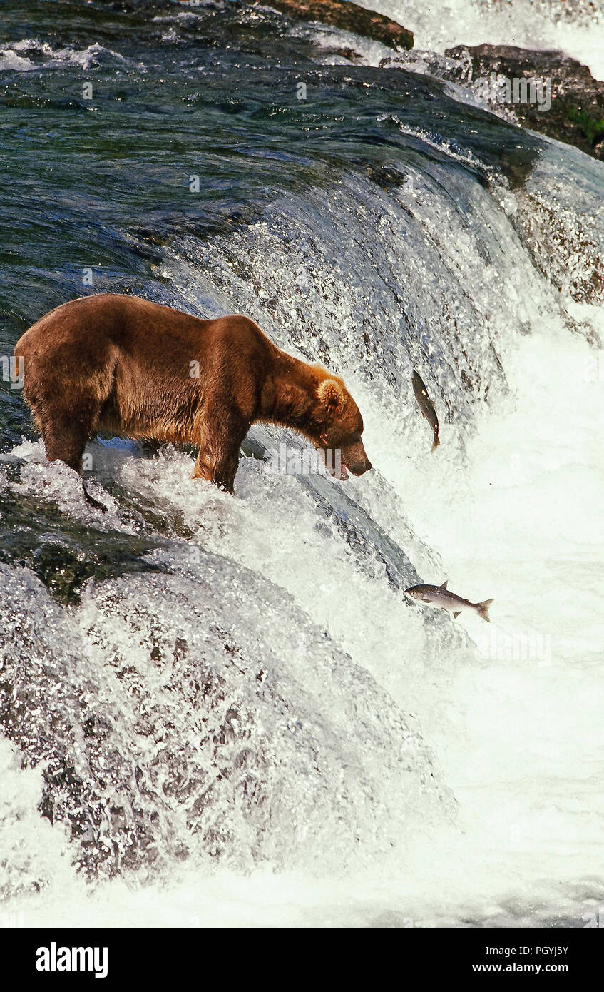 Brauner Bär - Grizzli (Ursus arctos Horribilis) - Angeln Lachs - Alaska Stockfoto