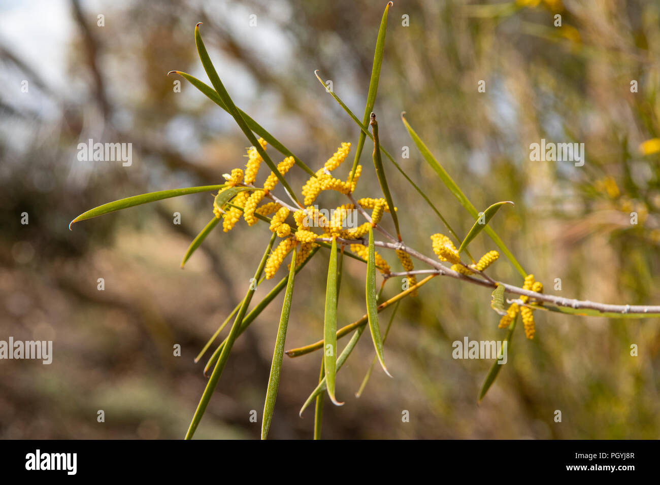 Lasiocalyx, Silber Wattle Acacia Stockfoto