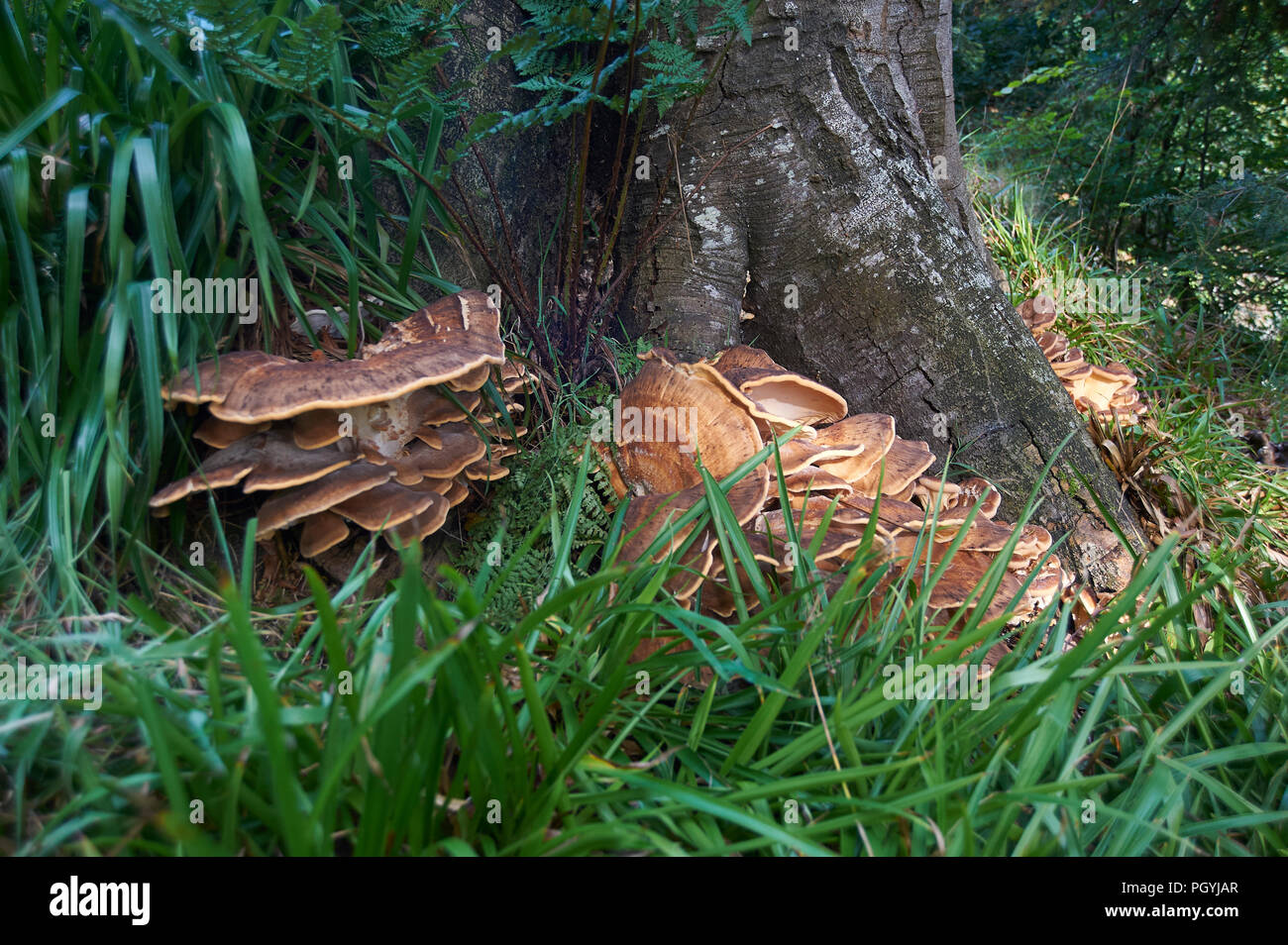 Riesige polypore Halterung Pilz / schwarz-Färbung polypore (Meripilus giganteus/Polyporus giganteus) auf Baum - Stumpf, Schottland, UK, GB. Stockfoto