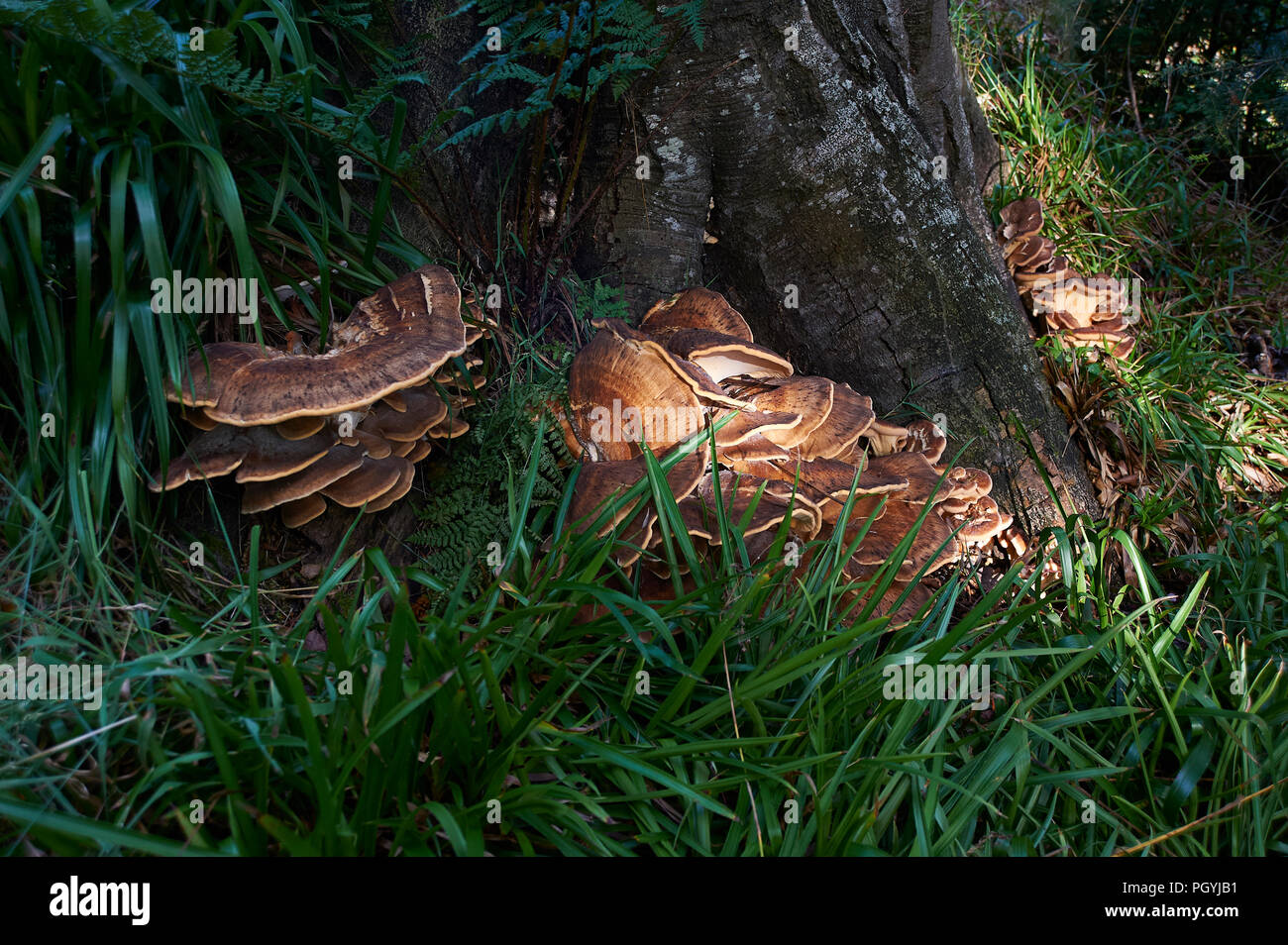Riesige polypore Halterung Pilz / schwarz-Färbung polypore (Meripilus giganteus/Polyporus giganteus) auf Baum - Stumpf, Schottland, UK, GB. Stockfoto