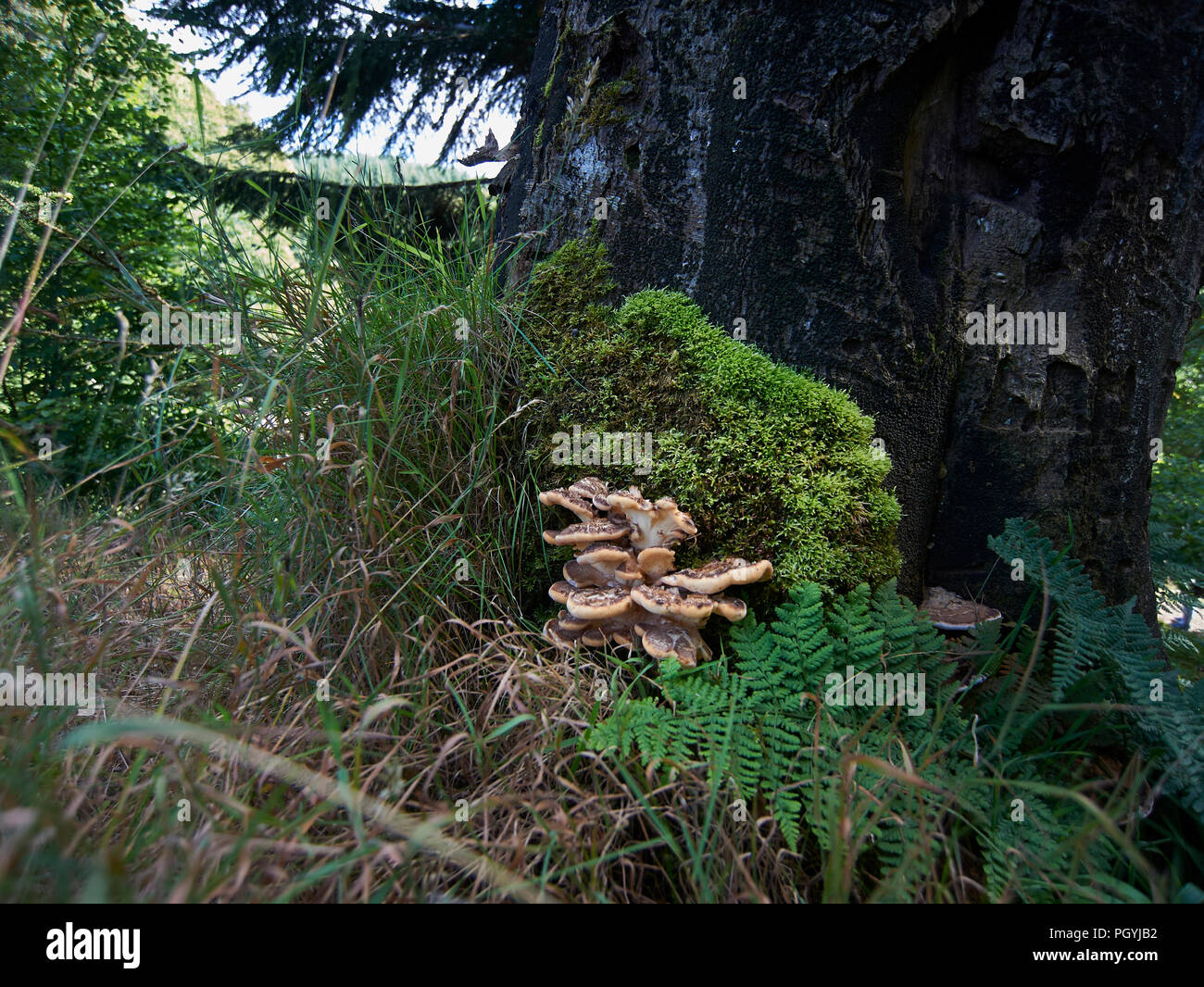 Riesige polypore Halterung Pilz / schwarz-Färbung polypore (Meripilus giganteus/Polyporus giganteus) auf Baum - Stumpf, Schottland, UK, GB. Stockfoto