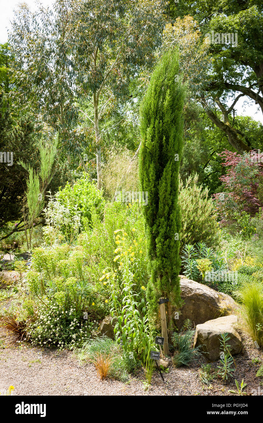 Ein Teil der Mediterranen Garten bei Rosemoor South Devon UK mit einem Cupressus sempervirens Totem Pole Stockfoto