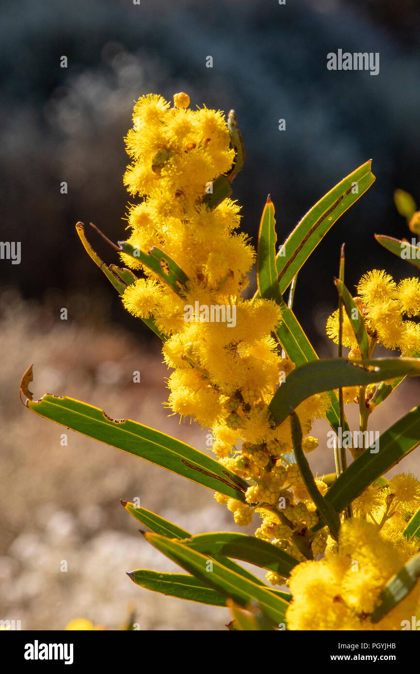 Acacia sclerophylla, Hard- blatt Wattle Stockfoto