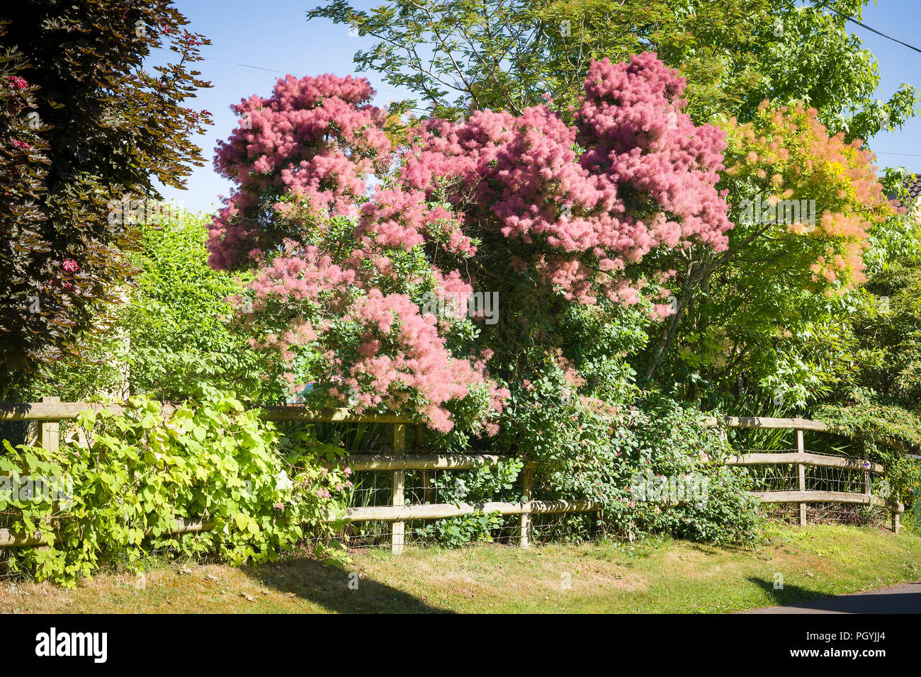 Blühende cotinus coggygria Baum in einem privaten Garten mit Blick auf die Dorfstraße in Wiltshire England Großbritannien Stockfoto