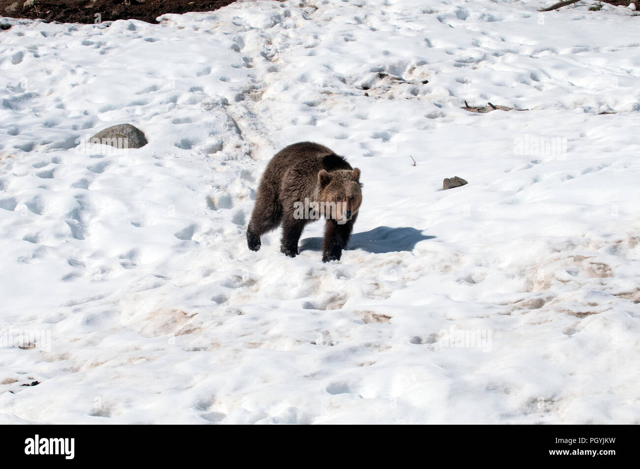 Brauner Bär Ende des Winters (Ursus arctos), Pyrenäen Stockfoto