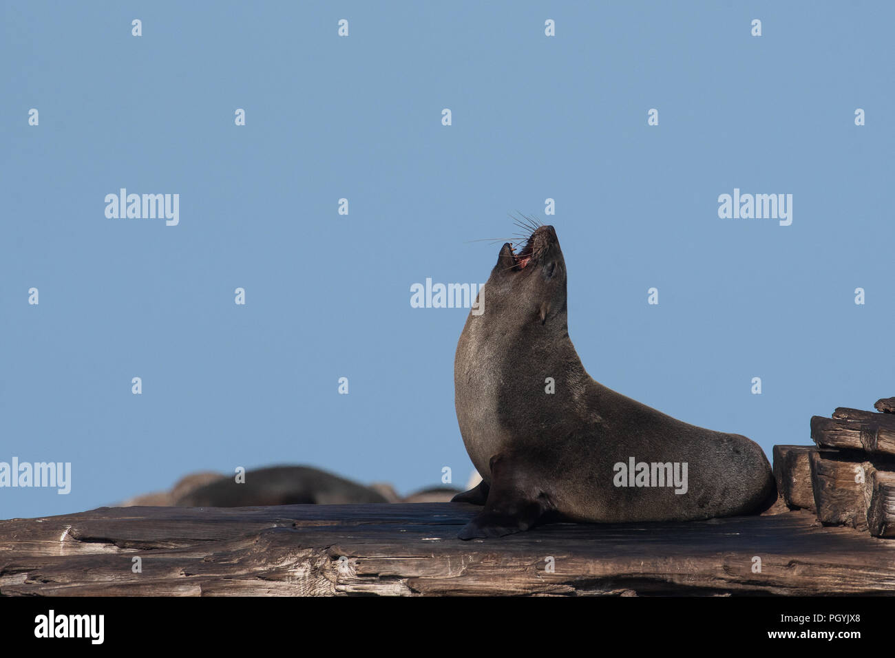 Ein Kap, auch bekannt als braunes Fell Dichtung (Arctocephalus Pusillus), selbst erstreckt sich vor der Küste von Gansbaai in der Nähe von Kapstadt, Südafrika Stockfoto