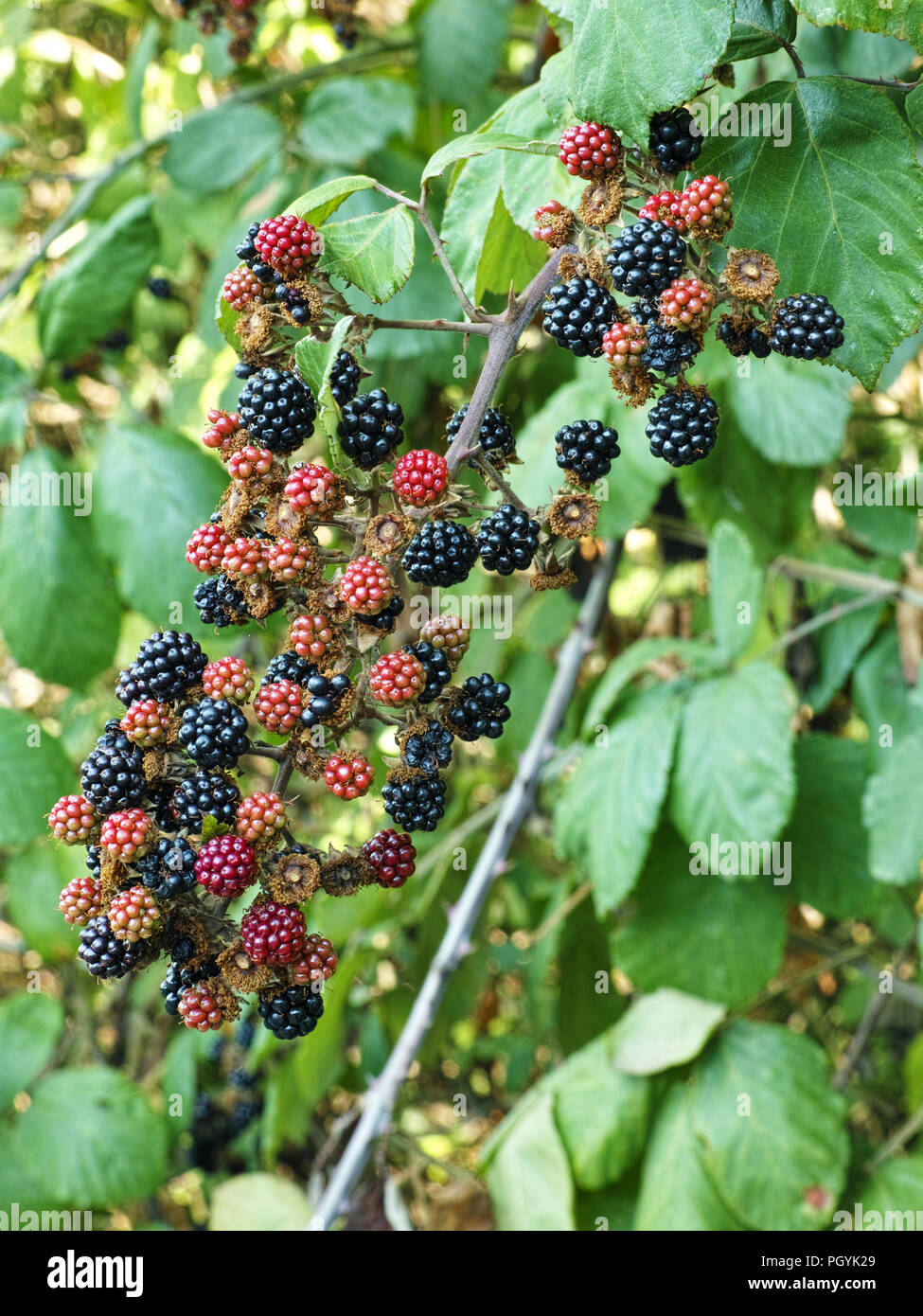 Raceme elmleaf Blackberry, mit reifen und unreifen Früchte Stockfoto