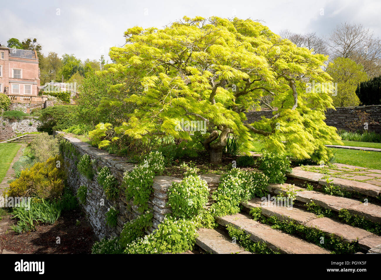 Eine schöne Acer nimmt eine beherrschende Stellung auf einer erhöhten Terrasse in einem Gertrude Jekyll Garten an hestercombe Somerset England UK konzipiert Stockfoto