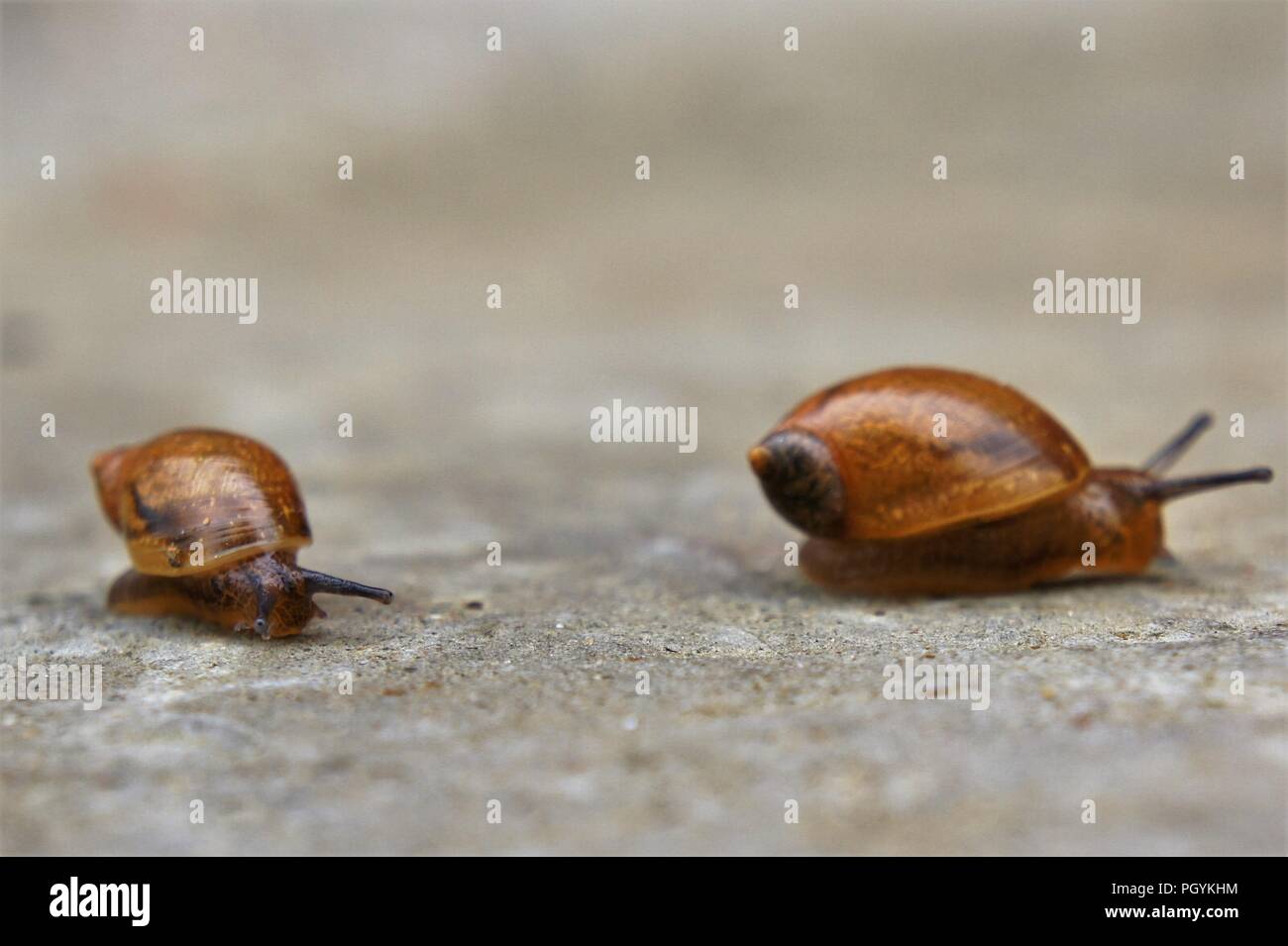 Zwei Schnecken - ein kleines und ein grosses - Vorbei sind die Kamera von links nach rechts. Die kleine Schnecke angehalten neugierig in die Kamera zu schauen. Stockfoto