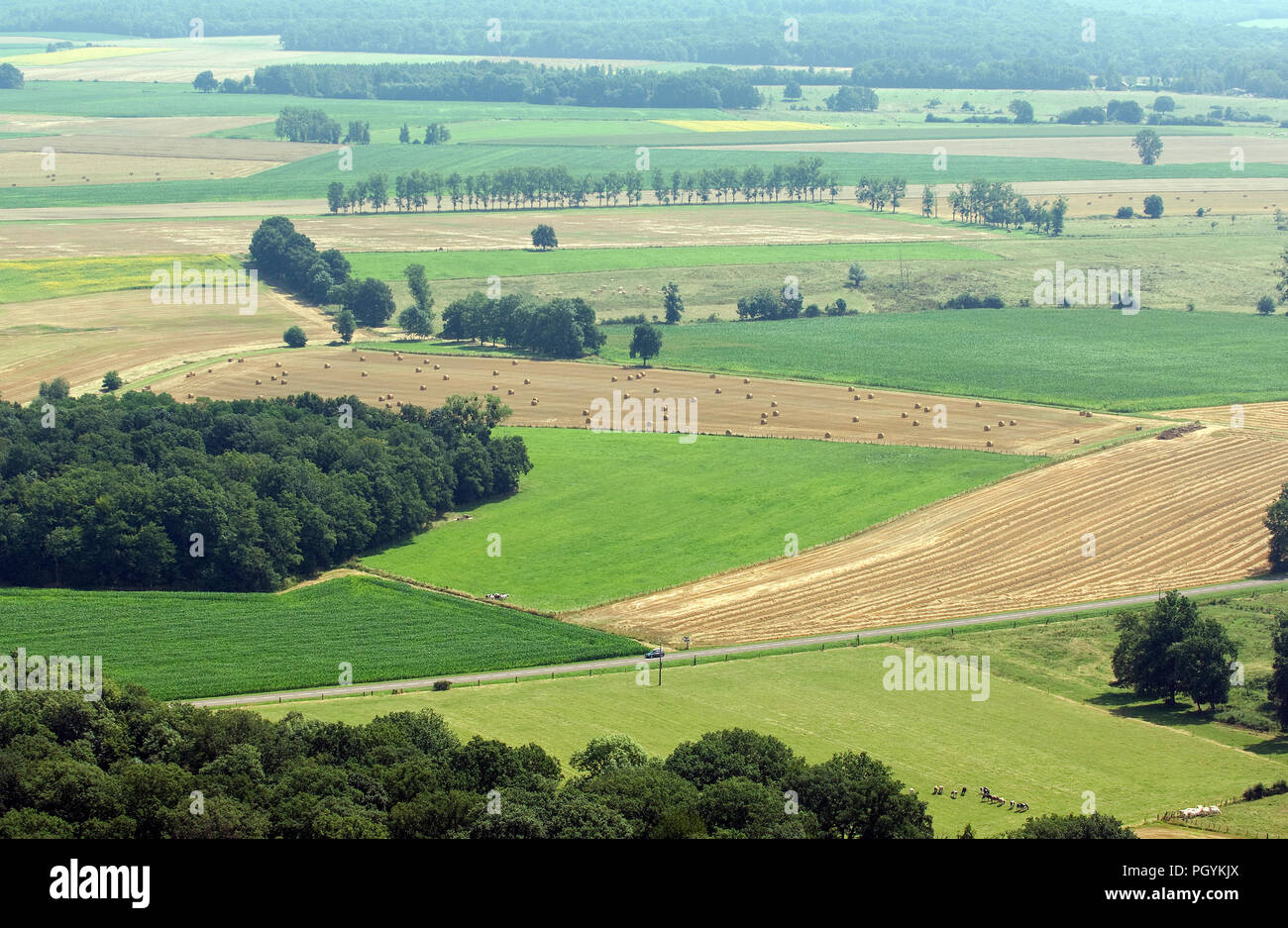 Frankreich - Champagne - Felder ans Holz Stockfoto