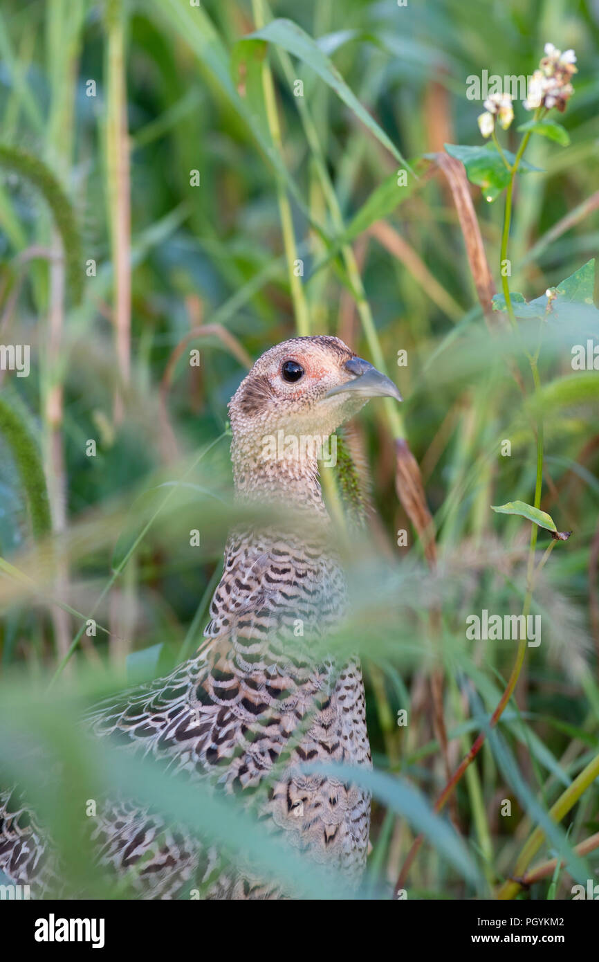 Fasan weibliche henne Fotos und Bildmaterial in hoher Auflösung Alamy