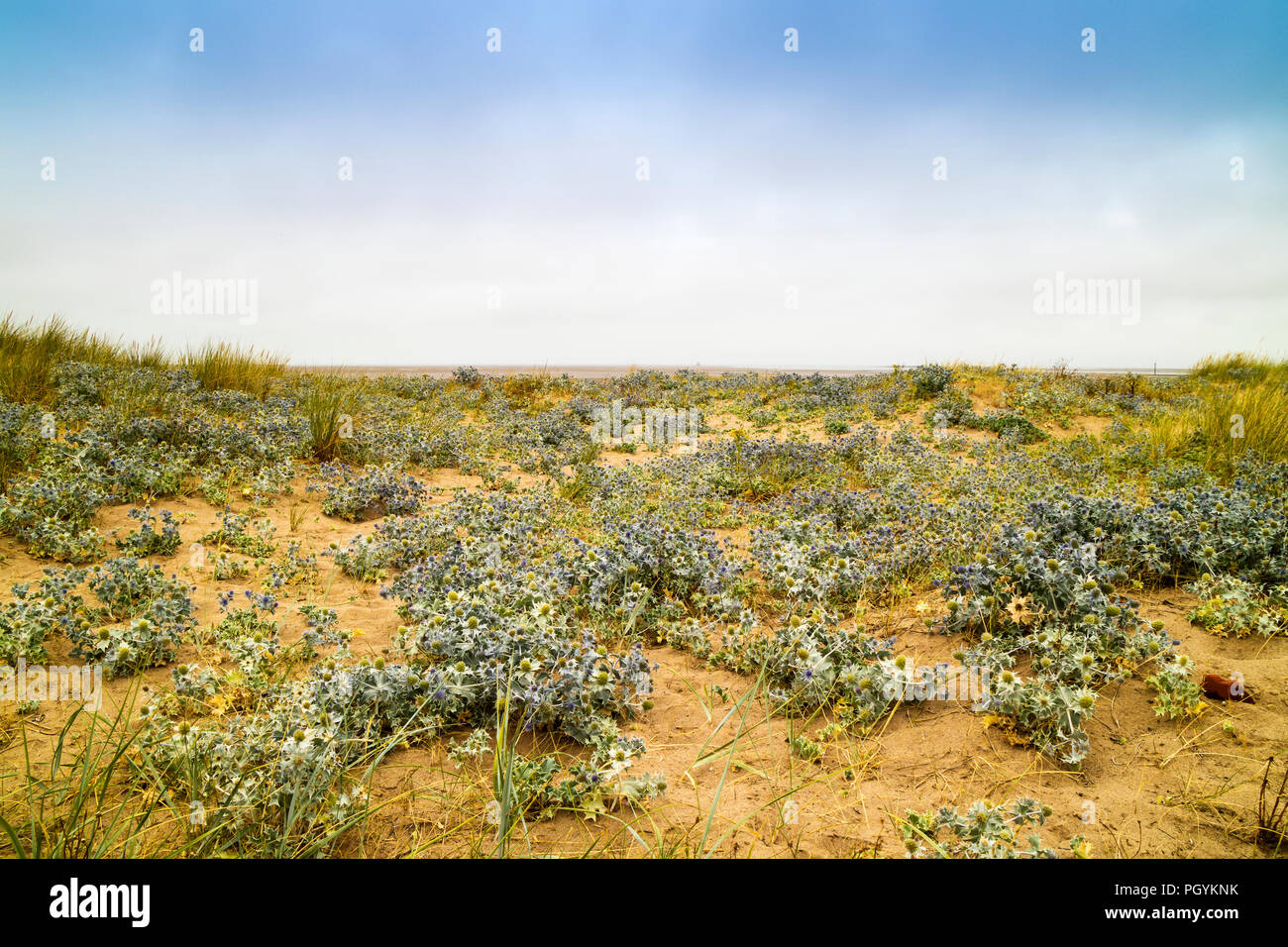 Sanddünen mit stacheligen Küsten anlage Caper oder Eringium wachsen in Hülle und Fülle entlang Sandstrand. Stockfoto