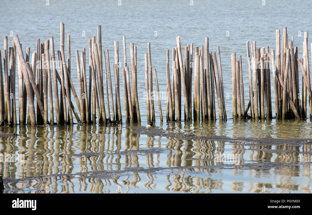 Thailand, Songkhla, Bambus im Wasser Stockfoto