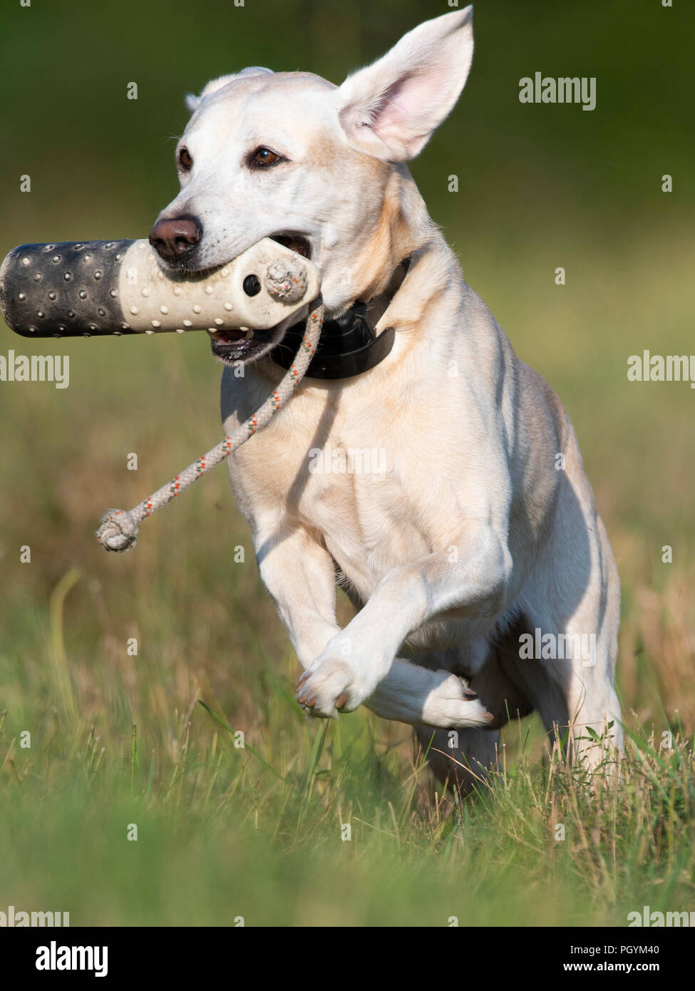 Einen gelben Labrador Retriever Ausbildung für Jagd auf einen späten Sommer Tag Stockfoto