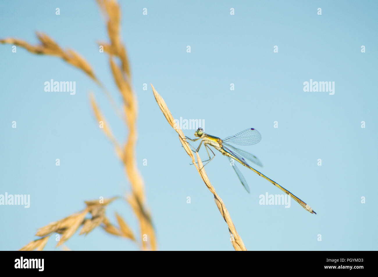 Grüne damselfly ruht sich mit ausgebreiteten Flügeln auf einer trockenen gelben Grashalm, gegen eine verschwommene blauen und gelben Hintergrund. Stockfoto