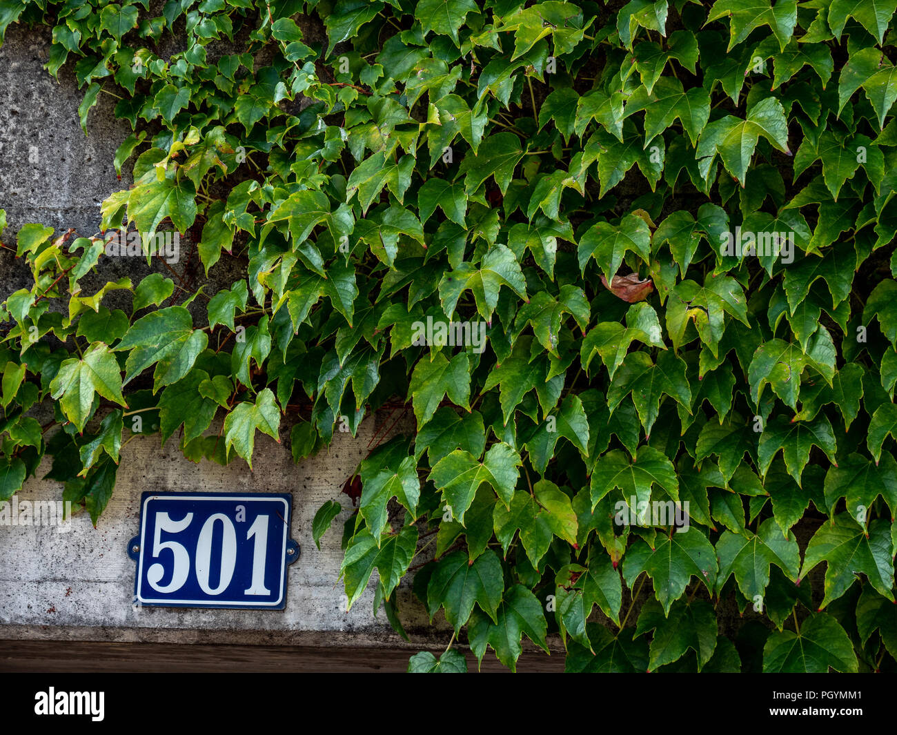 Haus Nummer 501 an einer Betonwand mit Wand Anlage abdecken bis Stockfoto
