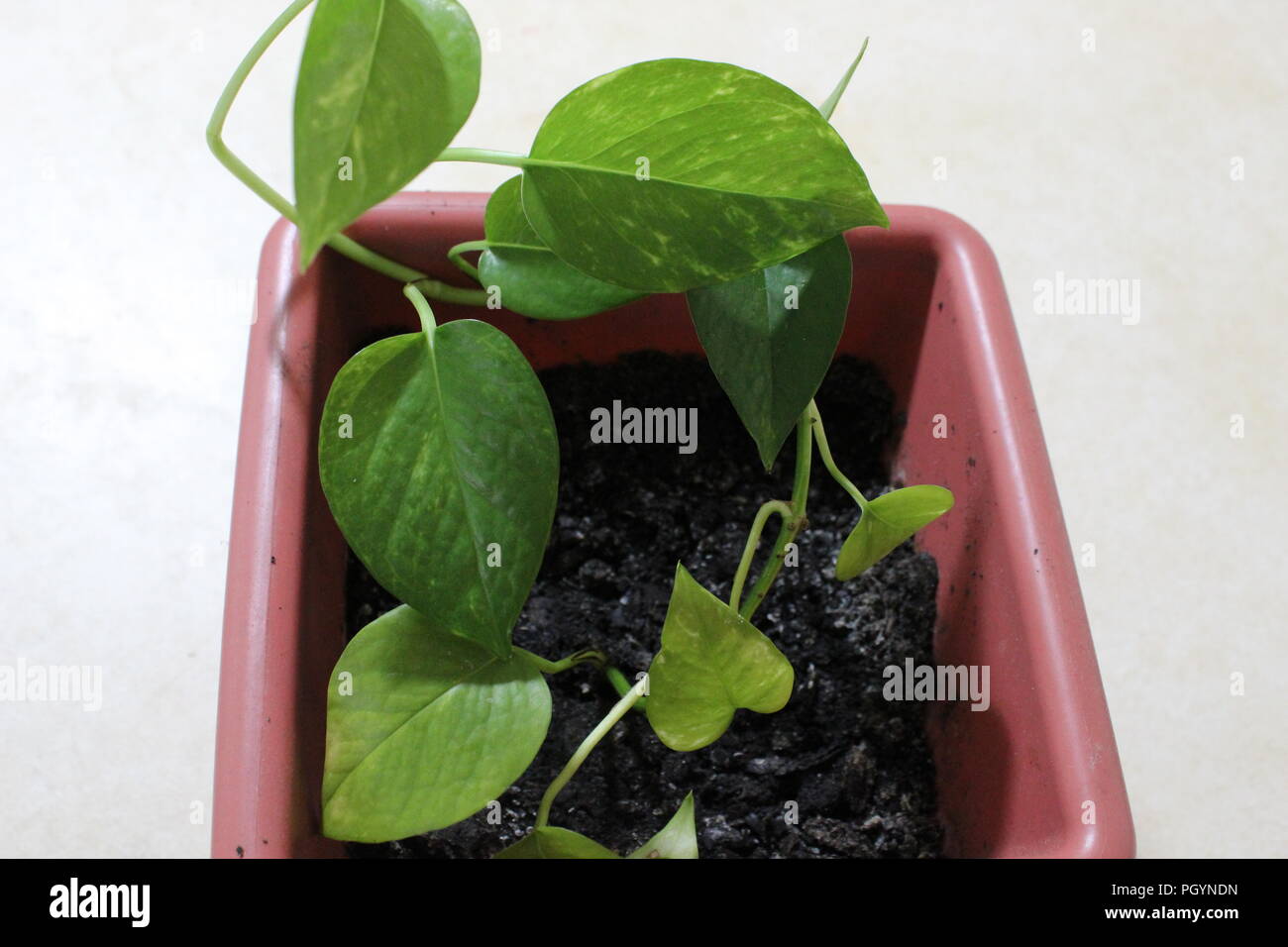 Zimmerpflanze Stockfoto