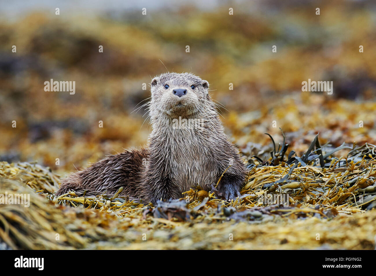 Europäische Otter (Lutra Lutra) UK Stockfoto