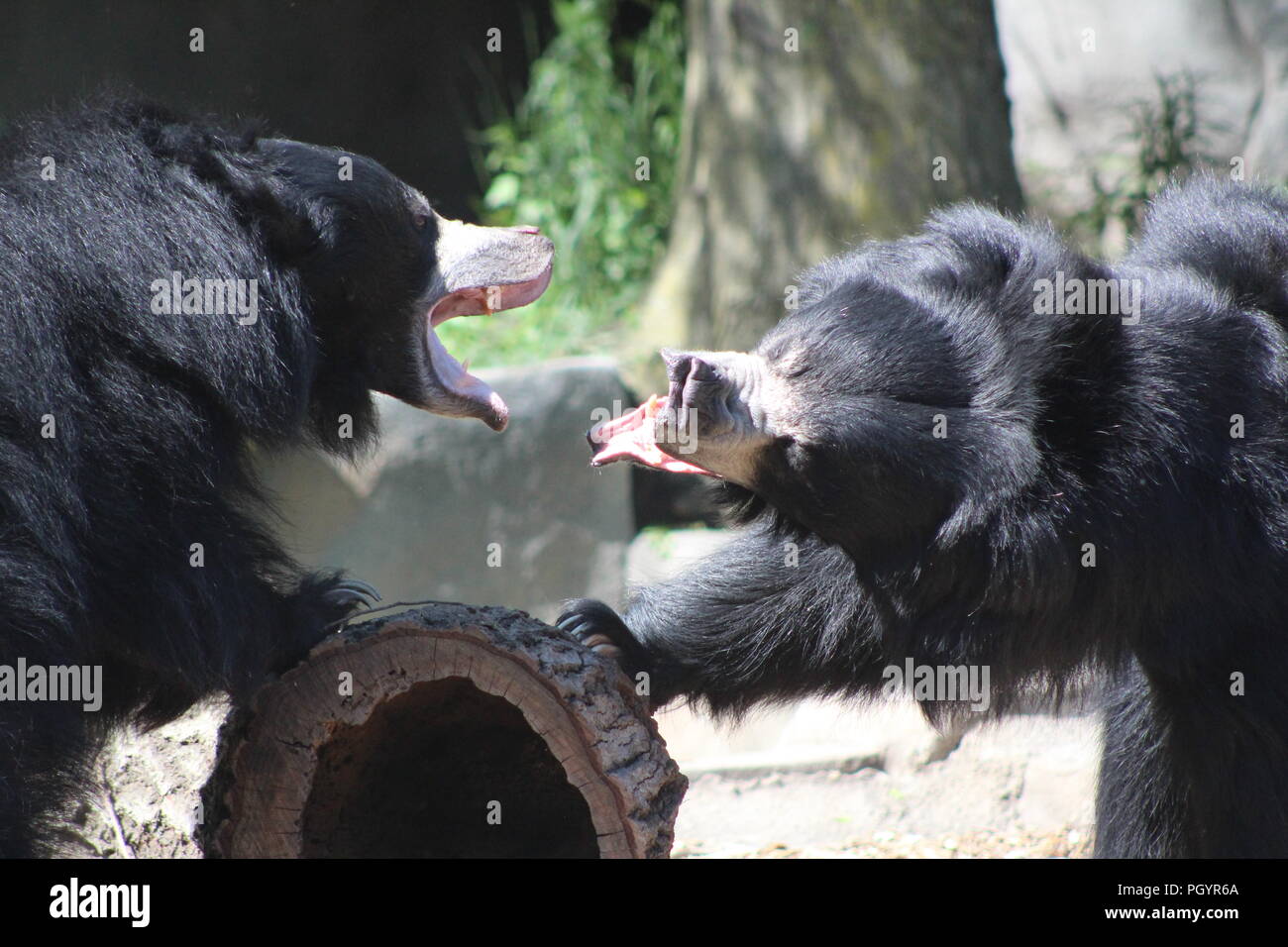 Sloth Bären kämpfen um ein Protokoll Stockfoto